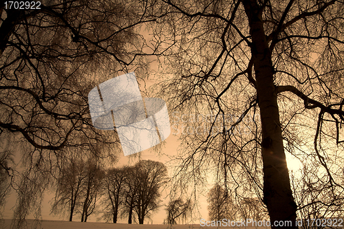 Image of lonely tree