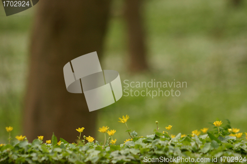 Image of spring