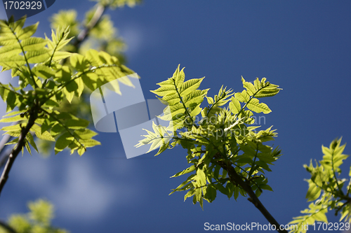 Image of Spring