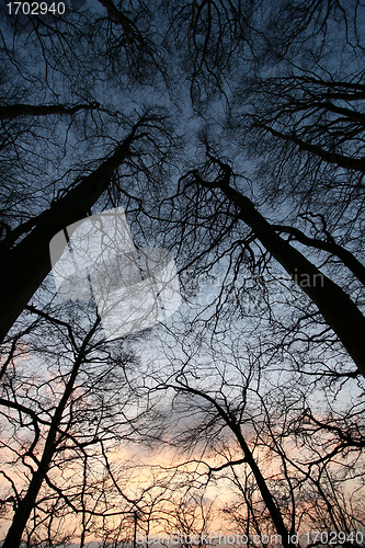 Image of trees and forest
