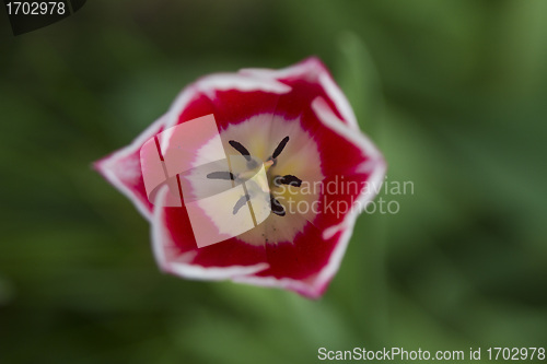 Image of Tulips