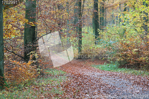 Image of Forest in denmark
