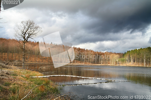Image of trees and lake