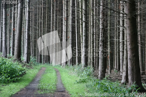 Image of green spring landscape in denmark