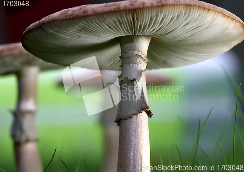 Image of mushroom