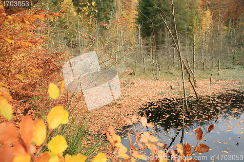 Image of Forest in denmark