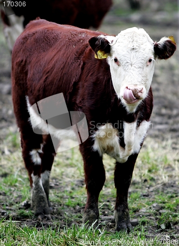 Image of Young Cow