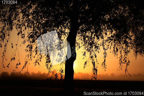 Image of branches morning