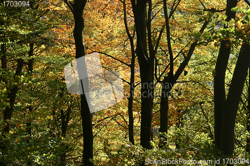 Image of trees and forest