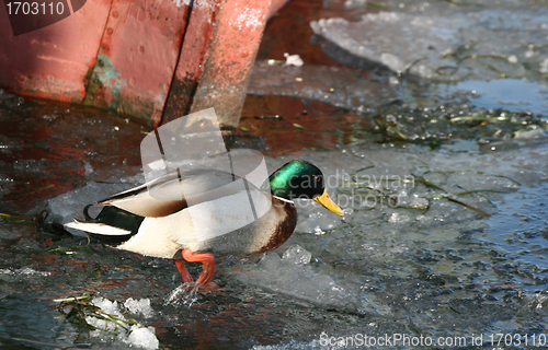 Image of duck