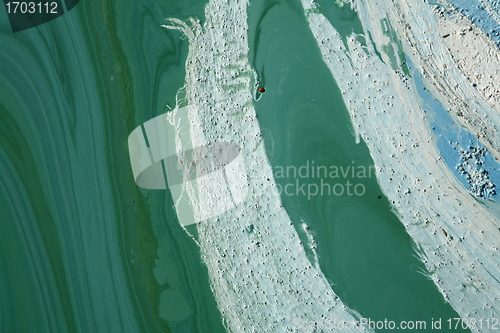 Image of Blue-green algae