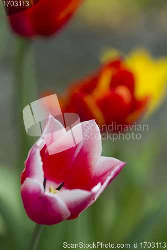 Image of Tulips