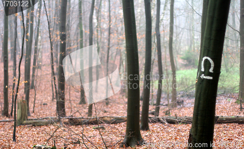 Image of trees and forest