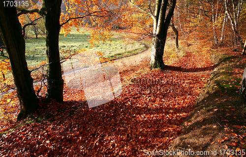 Image of colorul forest