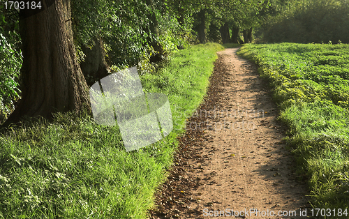 Image of  in the forest