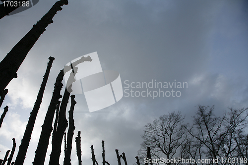 Image of Silhouette of tree at sunset