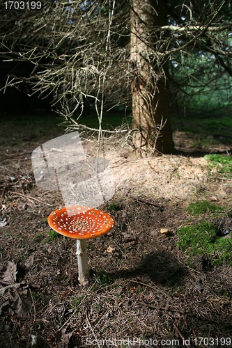 Image of amanita muscaria