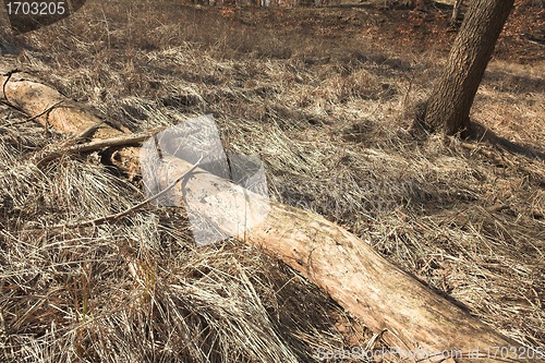 Image of trees and forest