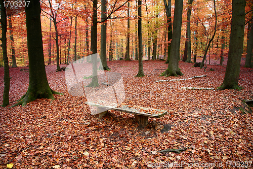 Image of Autumn forest