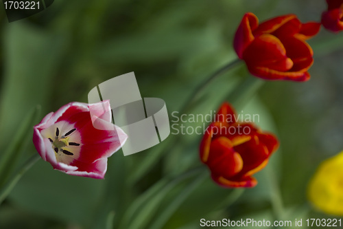 Image of Tulips