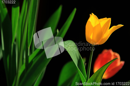 Image of Tulips