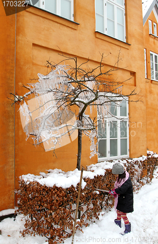 Image of iced tree