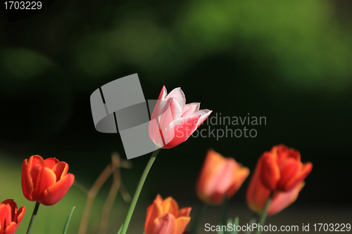 Image of Tulips