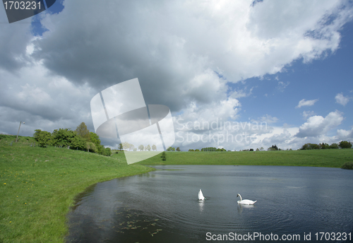 Image of Swan