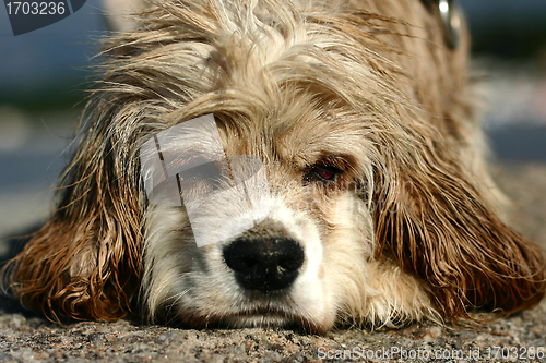 Image of abandonned dog