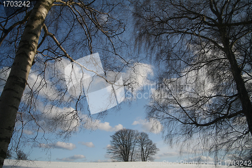 Image of winter forest