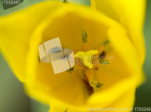 Image of Tulips
