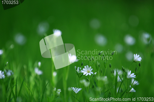 Image of Flowers