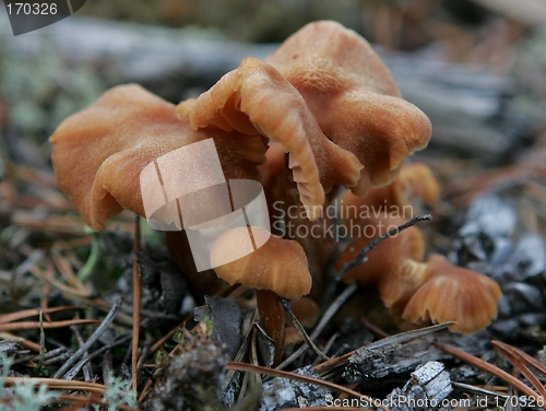 Image of mushrooms in woods