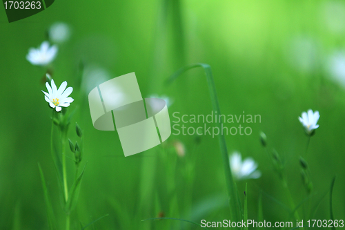 Image of Flowers
