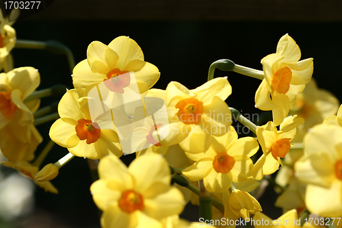 Image of flower closeup