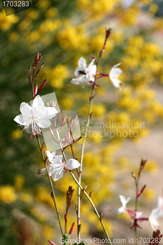 Image of Plants and flowers from corsica