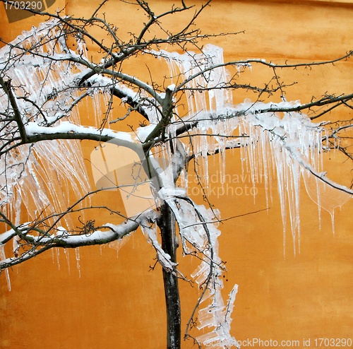 Image of iced tree