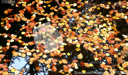 Image of Autumn forest