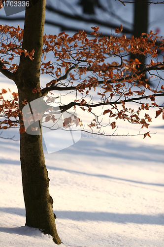 Image of winter in denmark