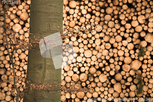 Image of Autumn forest