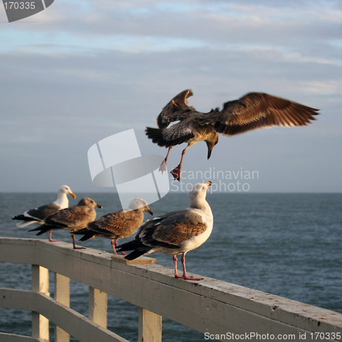 Image of Sea gulls