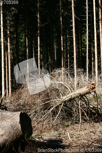 Image of trees and forest