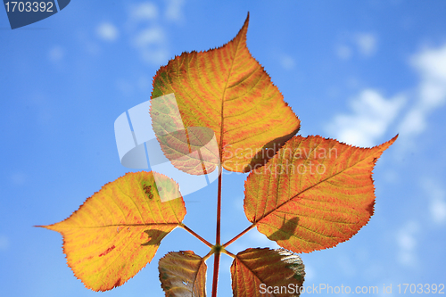 Image of  leaves
