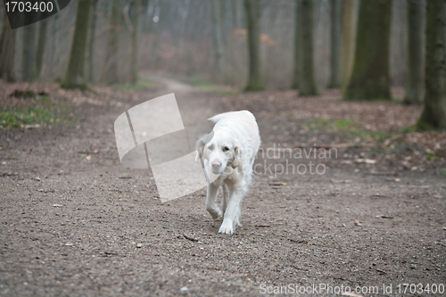 Image of Dog