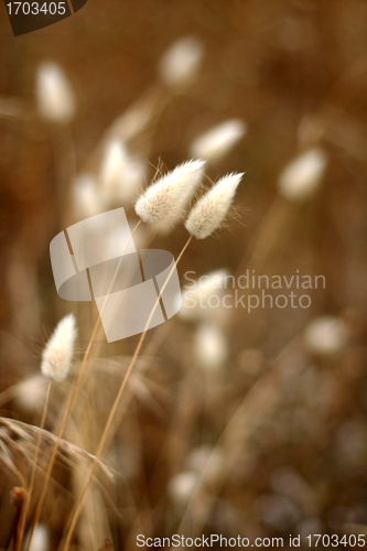 Image of Plants and flowers from corsica
