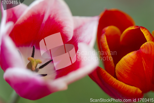 Image of Tulips