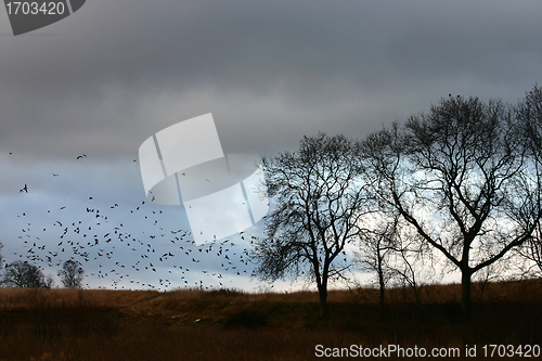 Image of birds