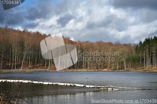 Image of trees and lake