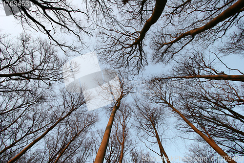 Image of forest