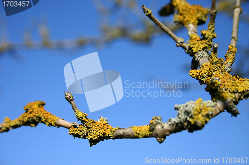 Image of branches